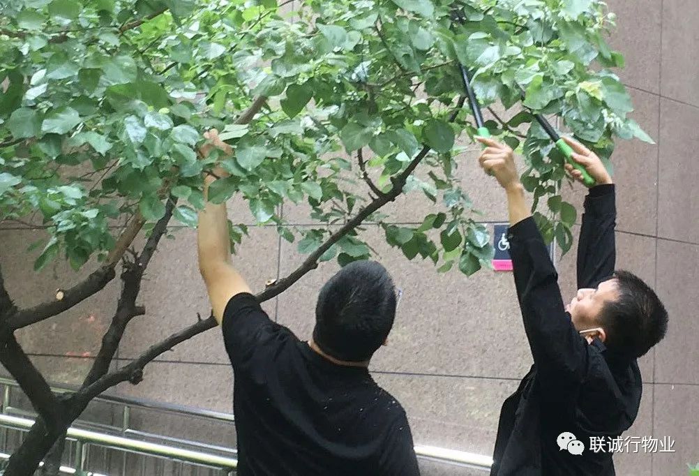 树木种植有季 绿化养护无休